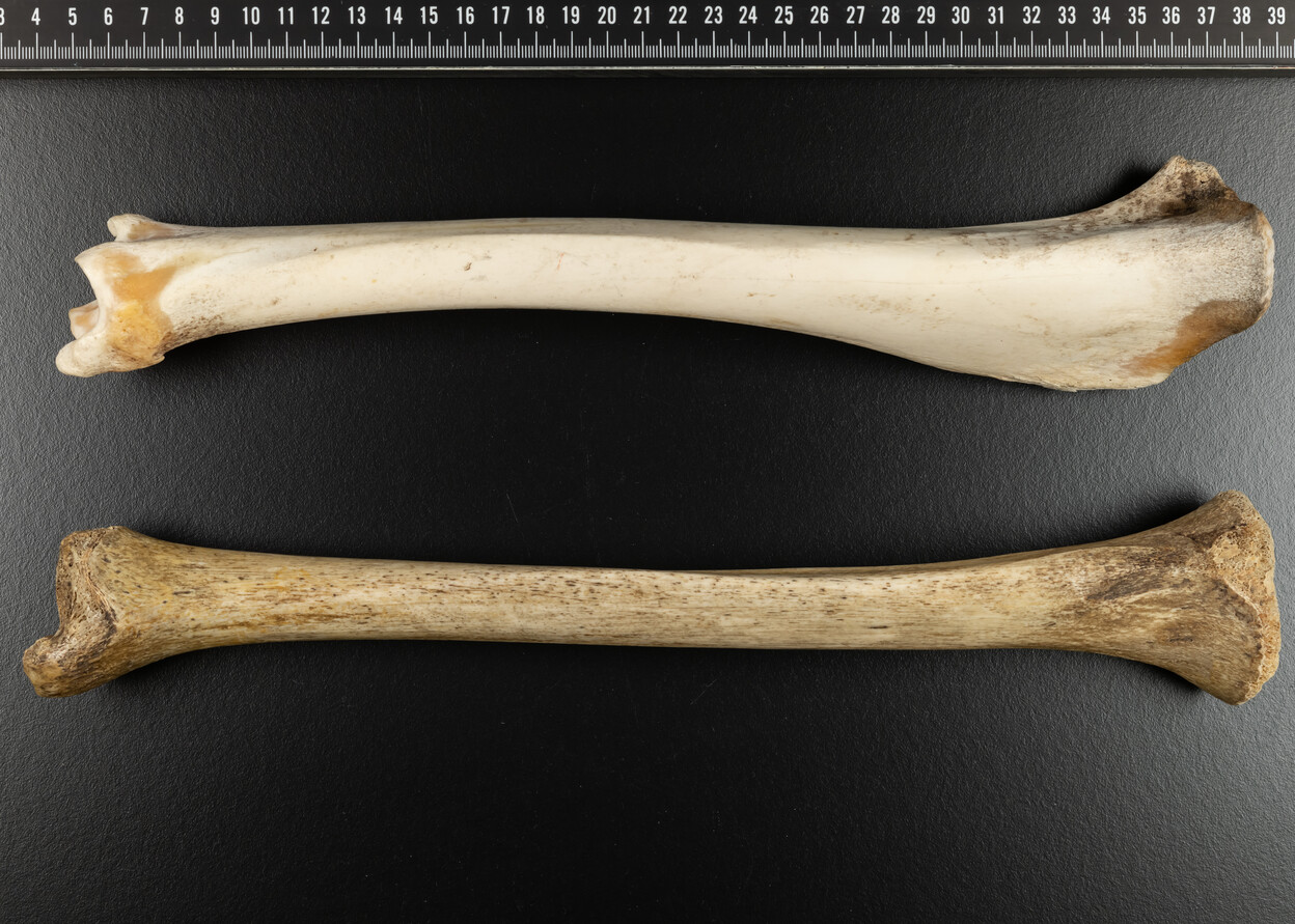 Vergelijking van een kinderscheenbeen en een varkensscheenbeen 