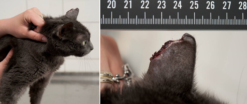 Verwondingen aan een kat worden fotografisch vastgelegd door deskundigen