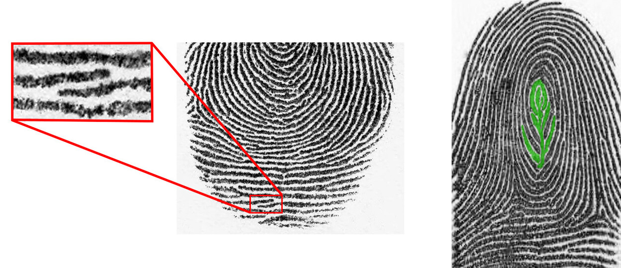 Verschillende kenmerken van een vingerafdruk