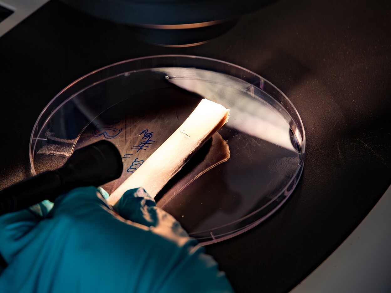 Onderzoeker bekijkt bot voor sporen